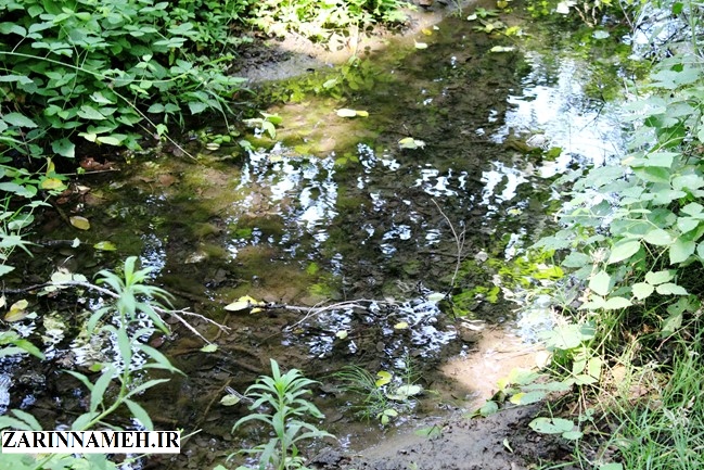 zarinngool1
