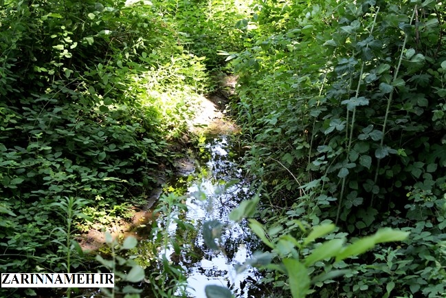 zarinngool1