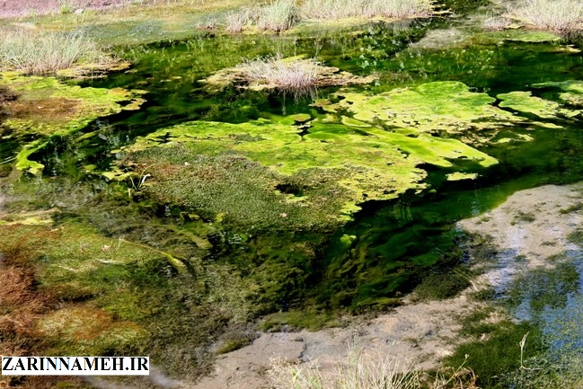 zarinngool1